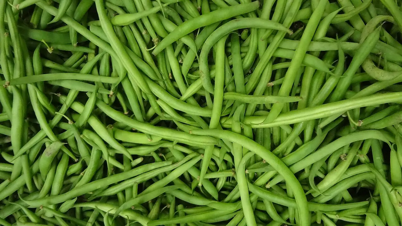 Vagens verdes de Phaseolus vulgaris, o feijão comum