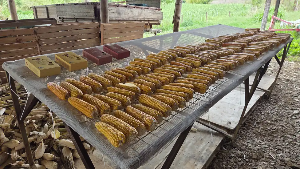 Espigas de milho especial organizadas sobre uma mesa na Fazenda Vista Alegre, em Minas Gerais